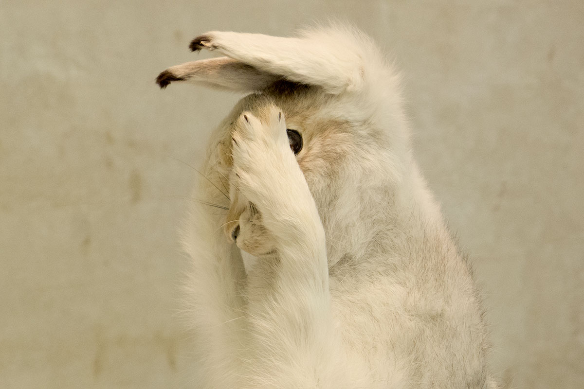 Ausstellungsdetail im skandinavischen Pavillon
